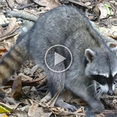 Racoon_washing_a_ice_cube